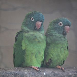 Southern blue-crowned conure (Thectocercus acuticaudatus acuticaudatus)