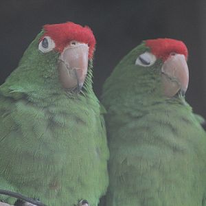 Greater cordilleran conure (Psittacara frontatus frontatus)