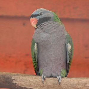 Lord Derby's parakeet (Psittacula derbiana)