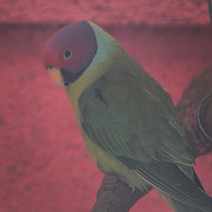 Plum-headed parakeet (Psittacula cyanocephala)