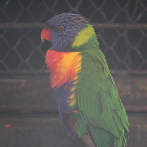 Eastern rainbow lorikeet (Trichoglossus moluccanus moluccanus)
