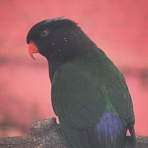 Mt. Yamin Stella's lorikeet (Charmosyna stellae goliathina)