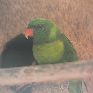 Leaf lorikeet (Trichoglossus weberi)