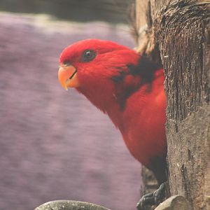 Eastern violet-necked lory (Eos squamata squamata)