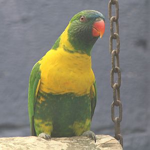 Sumba lorikeet (Trichoglossus capistratus fortis)