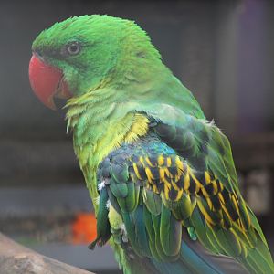 Flores great-billed parrot (Tanygnathus megalorynchos 'floris')