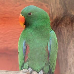 Tanimbar eclectus (Eclectus riedeli)