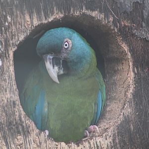 Blue-headed macaw (Primolius couloni)