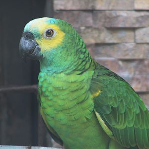 Yellow-shouldered amazon (Amazona aestiva xanthopteryx)