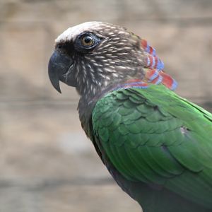 Northern red-fan parrot (Deroptyus accipitrinus accipitrinus)