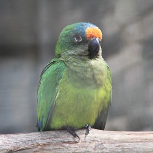 Peach-fronted conure (Eupsittula aurea)