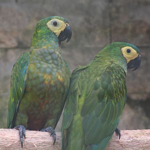 Red-bellied macaw (Orthopsittaca manilatus)