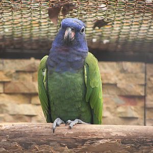 Amazonian blue-headed parrot (Pionus menstruus menstruus)