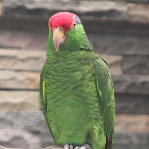 Red-crowned amazon (Amazona viridigenalis)