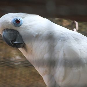 Blue-eyed cockatoo (Cacatua ophthalmica)