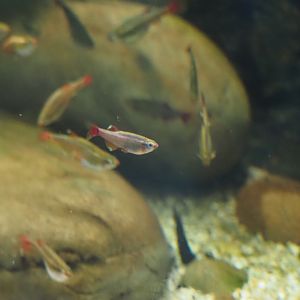White Cloud Mountain Minnow