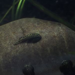 Spotted Hillstream Loach
