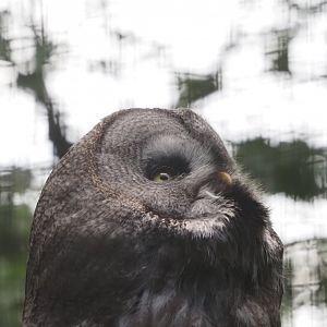 Great Gray Owl