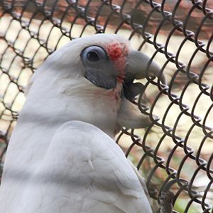 Derby's corella (Cacatua pastinator derbyi)