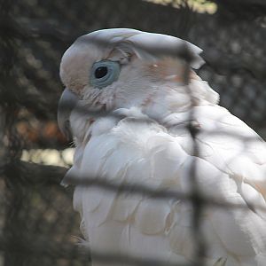 Ducorps's corella (Cacatua ducorpsii)