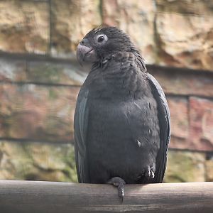 Western vasa parrot (Coracopsis vasa drouhardi)
