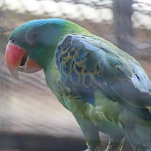 Talaud blue-naped parrot (Tanygnathus lucionensis talautensis)