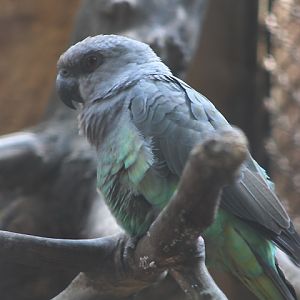 Ethiopian red-bellied parrot (Poicephalus rufiventris rufiventris)