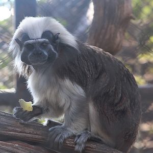 Cotton-top tamarin (Saguinus oedipus)