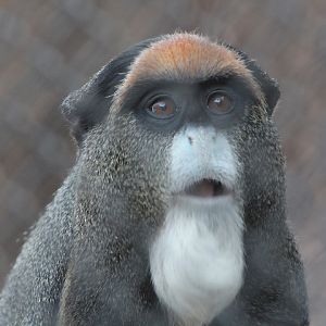 De Brazza's monkey (Cercopithecus neglectus)