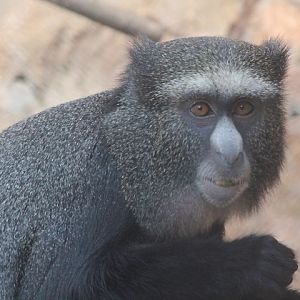 Eastern putty-nosed monkey (Cercopithecus nictitans nictitans)