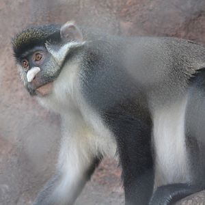 Schmidt's red-tailed monkey (Cercopithecus ascanius schmidti)