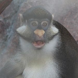 Yellow-nosed red-tailed monkey (Cercopithecus ascanius whitesidei)