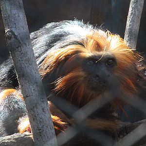 Golden-headed lion tamarin (Leontopithecus chrysomelas)