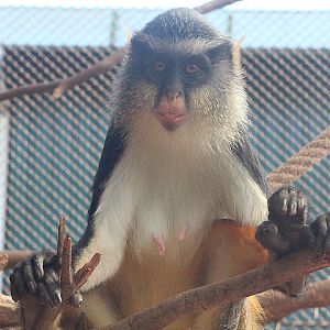Wolf's mona monkey (Cercopithecus wolfi wolfi)