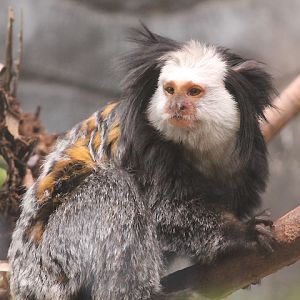 White-headed marmoset (Callithrix geoffroyi)