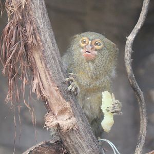 Western pygmy marmoset (Cebuella pygmaea)