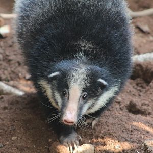 Sumatran hog badger (Arctonyx hoevenii)