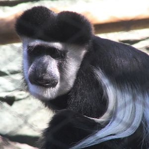 Mt. Kenya guereza (Colobus guereza kikuyuensis)