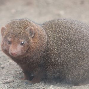 East African dwarf mongoose (Helogale parvula undulatus)