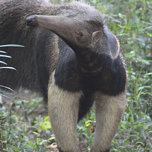 Southern giant anteater (Myrmecophaga tridactyla tridactyla)