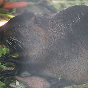 Northern nutria (Myocastor coypus cf. bonariensis)