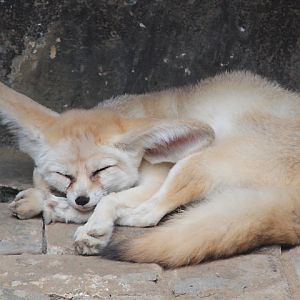 Fennec fox (Vulpes zerda)
