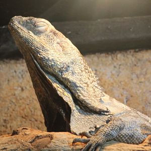 Frilled lizard (Chlamydosaurus kingii)