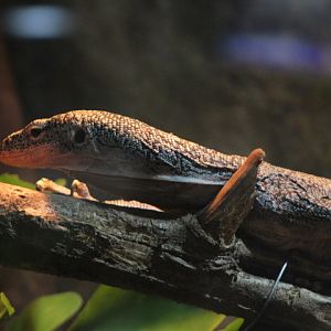 Finsch's monitor (Varanus finschi)