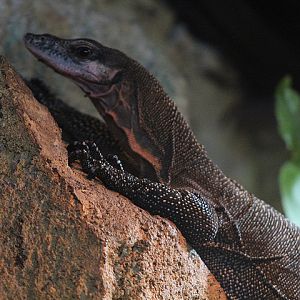 Peach-throated monitor (Varanus jobiensis)