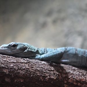Biak tree monitor (Varanus kordensis)