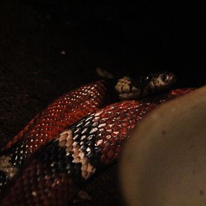 Sinaloan milk snake (Lampropeltis triangulum sinaloae)