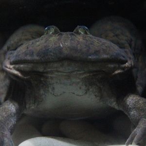 Budgett's frog (Lepidobatrachus laevis)