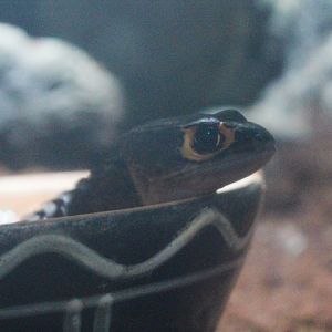 Red-eyed crocodile skink (Tribolonotus gracilis)