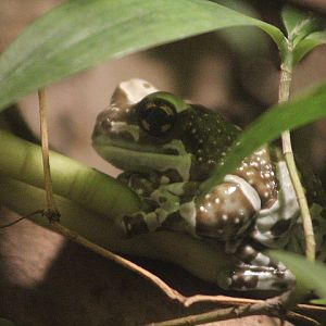 Mission golden-eyed tree frog (Trachycephalus resinifictrix)